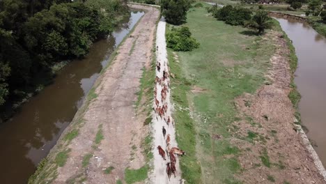 Drone-shot-look-down-group-of-cows-walk-at-the-rural-country-side
